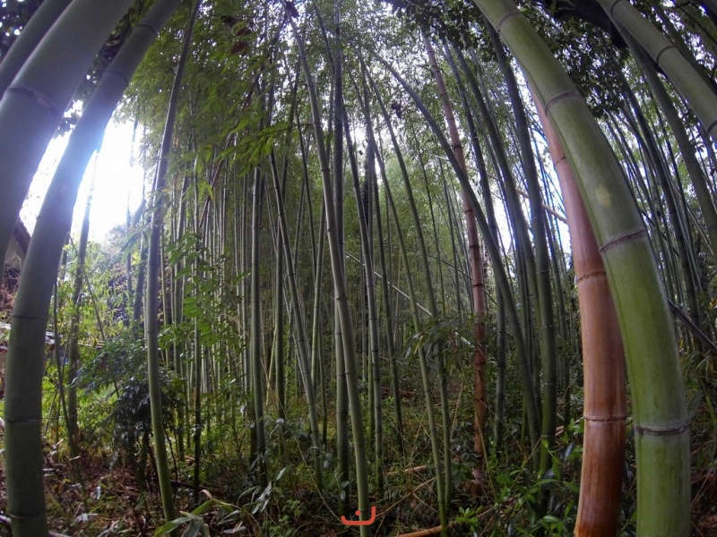 竹林 - Бамбуковая роща
