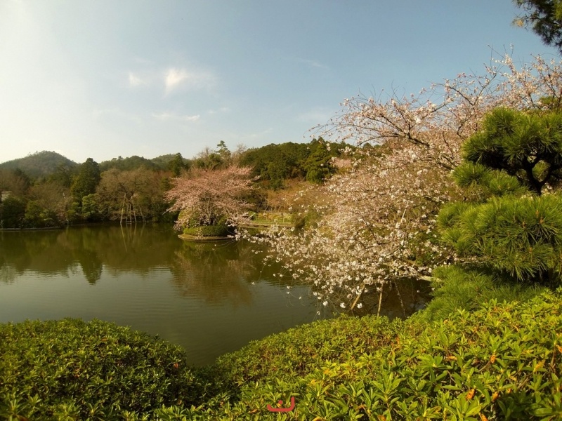 龍安寺に池 - Озеро Рёандзи