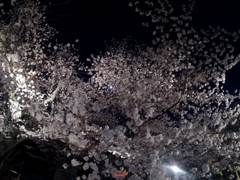 二条城に庭に夜の桜です。 - Ночная сакура в саду замка Нидзе