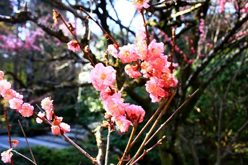 京都のピンクの桜です。 - Розовая сакура Киото