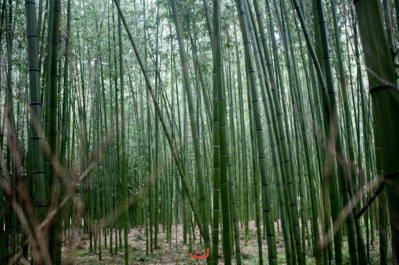 嵯峨野 - Сагано (Бамбуковый лес)