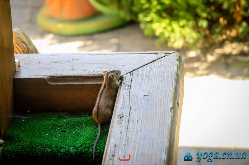 Любопытный мышонок в столовой