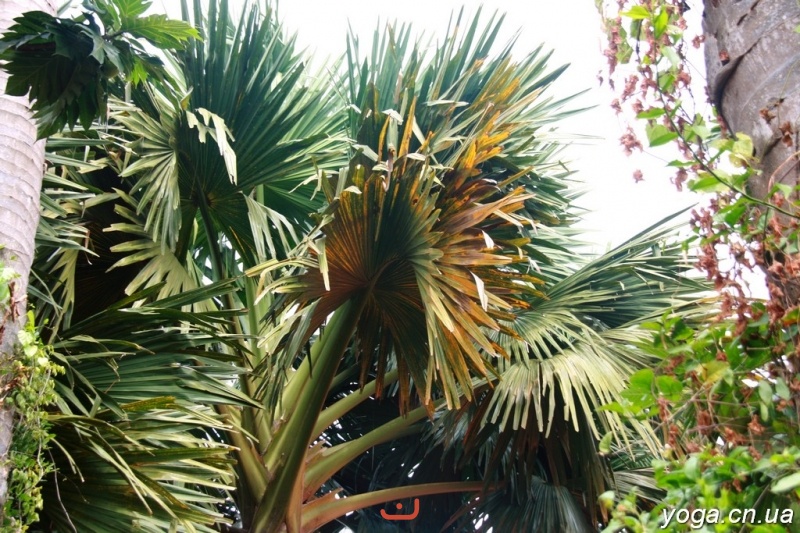 Громаднейшие пальмовые листья